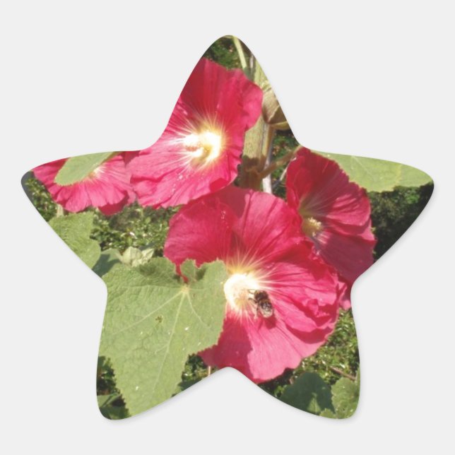 Adesito Estrela Malvarisas Rosa (Frente)