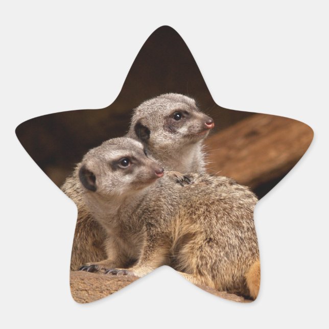 Adesito Estrela Meerkat Star Sticker (Frente)