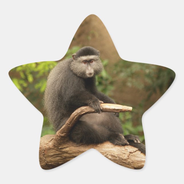 Adesito Estrela Monkey Star Sticker (Frente)