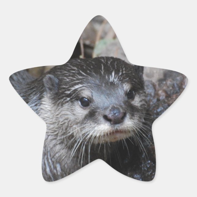 Adesito Estrela Muddy Otter (Frente)
