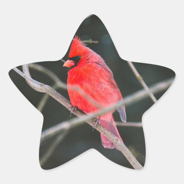 Adesito Estrela Norte Cardinal Crest (Frente)