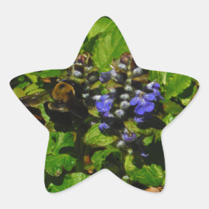Adesito Estrela O bálsamo de abelha roxo e Bumble a abelha