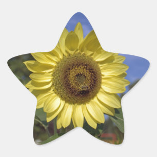 Adesito Estrela O girassol perfeito do verão no céu azul.