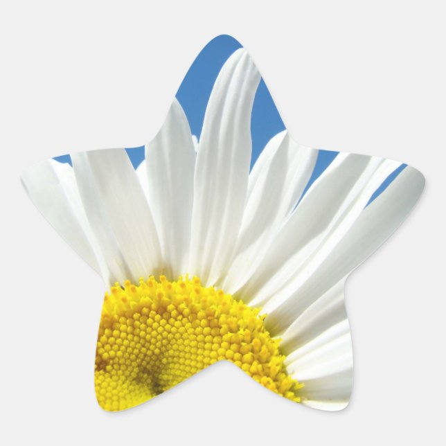 Adesito Estrela Palhetas em forma de estrela Flores brancas de mar (Frente)