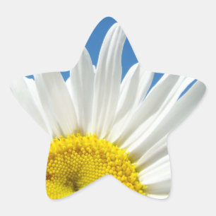 Adesito Estrela Palhetas em forma de estrela Flores brancas de mar