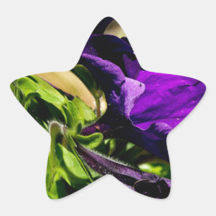 Adesito Estrela Pânico Roxo