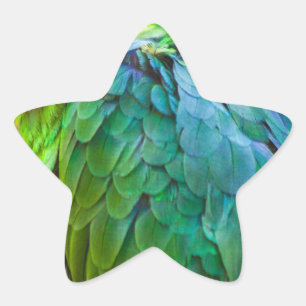 Adesito Estrela Papagaio verde
