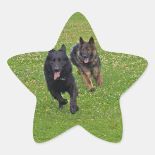 Adesito Estrela Pares de german shepherd