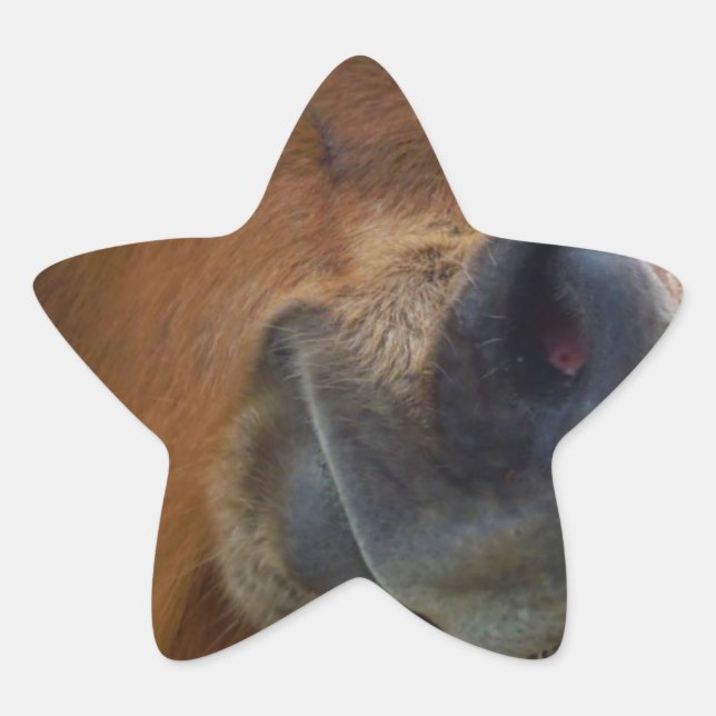 Adesito Estrela Páscoa Bunny e Cavalo Marrom (Frente)