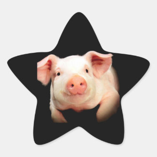 Adesito Estrela Pequeno Porquinho