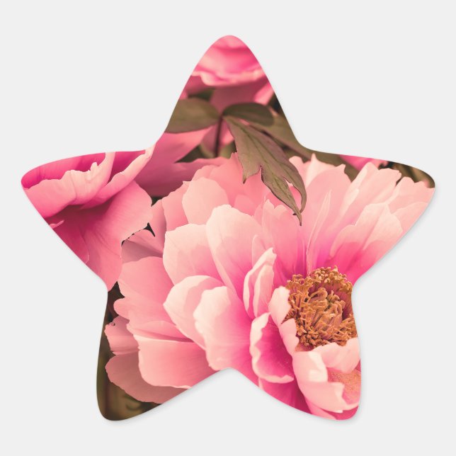 Adesito Estrela Pink  Peony Flower (Frente)