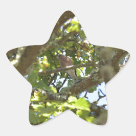 Adesito Estrela Pintassilgo-real