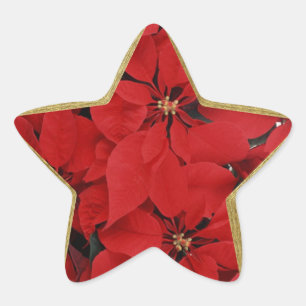 Adesito Estrela Poinsettias em forma de estrela de Natal