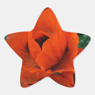 Adesito Estrela Poppies