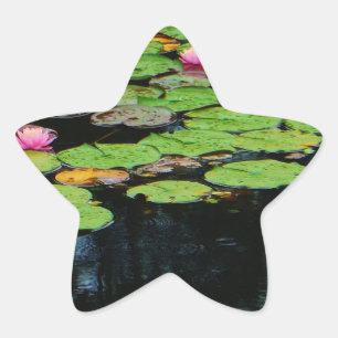Adesito Estrela preto no lótus rosa