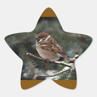 Adesito Estrela Puff de passarinho