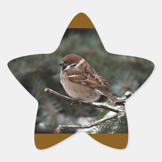 Adesito Estrela Puff de passarinho (Frente)