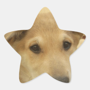 Adesito Estrela Puppy Love: Melhor Amigo do Homem