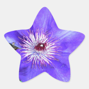 Adesito Estrela Purple Clematis Flower
