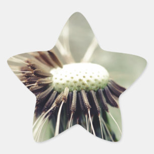 Adesito Estrela Pusteblume 2013 3