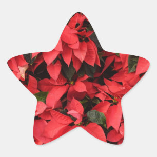 Adesito Estrela Red Poinsettias II Feriado de Natal Floral