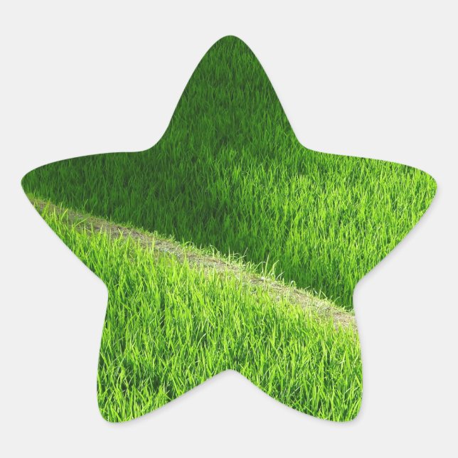 Adesito Estrela Rice Terraces Yamada's Rice Fields Japão (Frente)