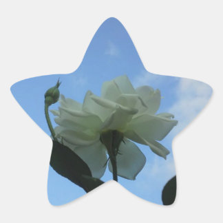 Adesito Estrela Rosa Branca Em Azul