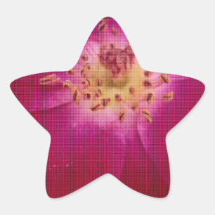 Adesito Estrela Rosa com Verificação de Dia dos Namorados Mais Rec