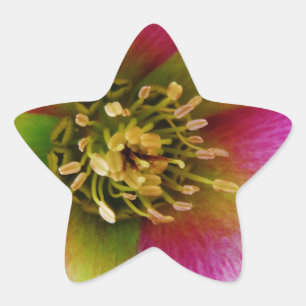 Adesito Estrela Rosa cor-de-rosa,