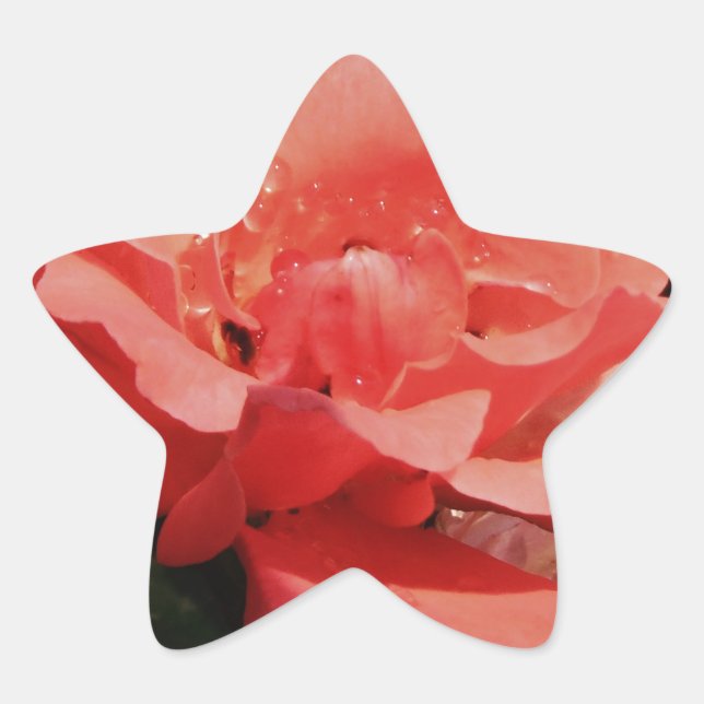 Adesito Estrela rosa de pêssego e colírio (Frente)