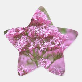 Adesito Estrela Rosa Mar