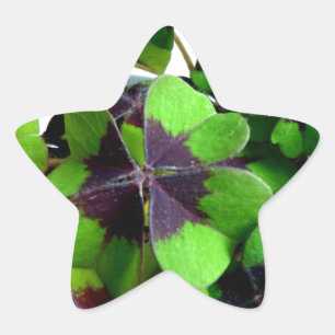 Adesito Estrela Rua de Shamrock de Quatro Folhas de Folha.
