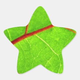 Adesito Estrela Rua. Thomas 1