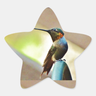 Adesito Estrela Rubi empoleirado e colibri pequeno verde