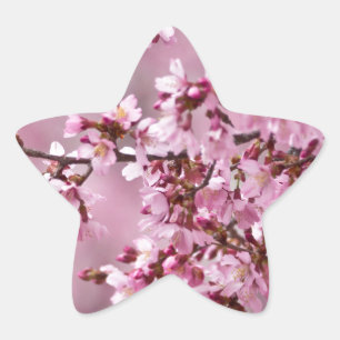 Adesito Estrela Sakura Cherry Blossoms Pastel Pink Camadas
