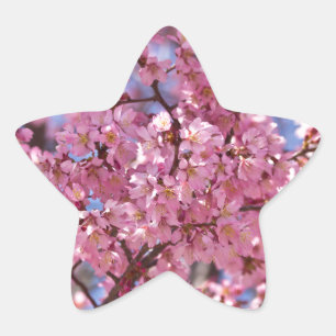 Adesito Estrela Sakura Pink Chersom Sky