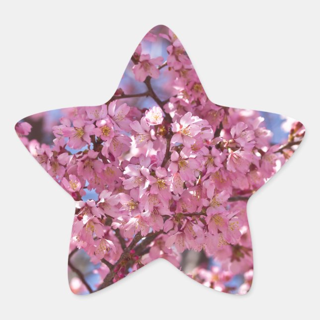 Adesito Estrela Sakura Pink Chersom Sky (Frente)