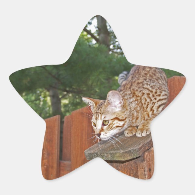 Adesito Estrela Savannah Cat Star Sticker (Frente)