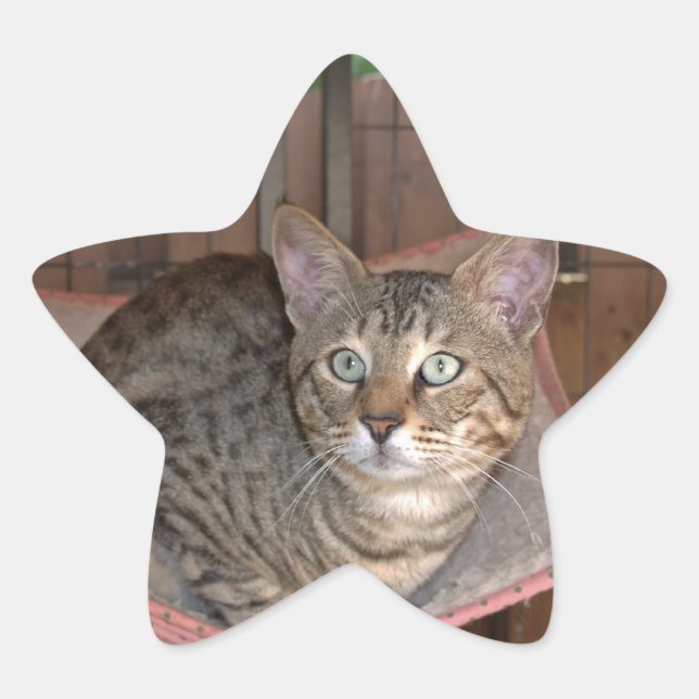 Adesito Estrela Savannah Cat Star Sticker (Frente)