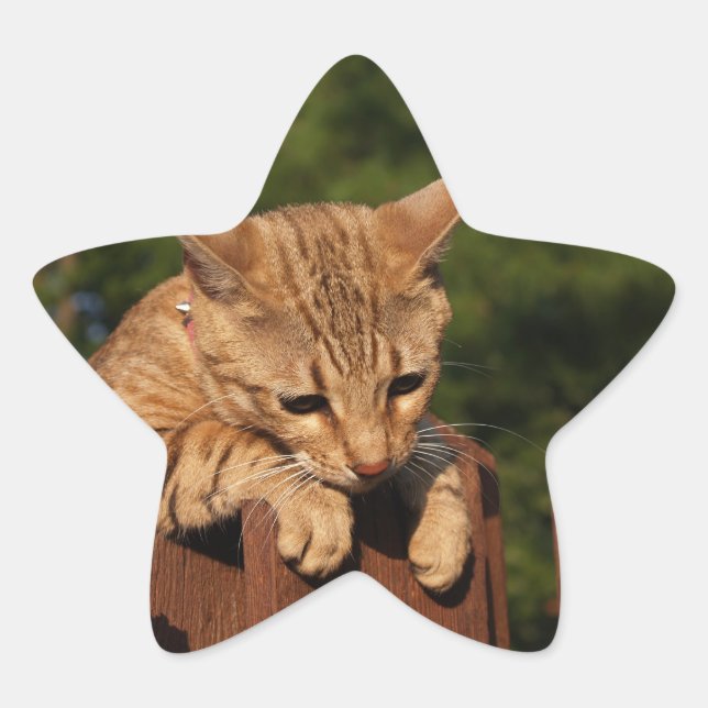 Adesito Estrela Savannah Cat Star Sticker (Frente)