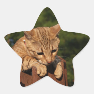Adesito Estrela Savannah Cat Star Sticker