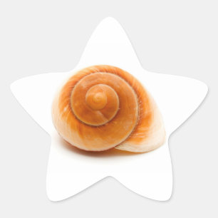 Adesito Estrela Seashell