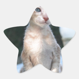 Adesito Estrela Siamese Kitten em uma mesa