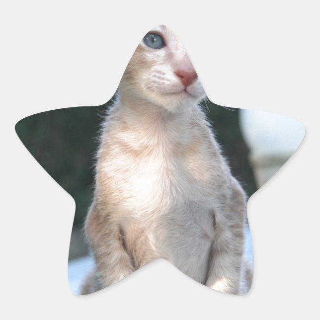 Adesito Estrela Siamese Kitten em uma mesa (Frente)