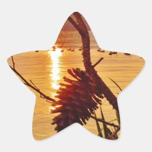 Adesito Estrela Sol do Lago Pinecone