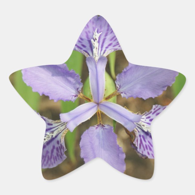 Adesito Estrela Star Iris Stickers (Frente)