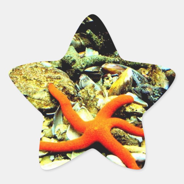 Adesito Estrela Starfish no Star (Frente)