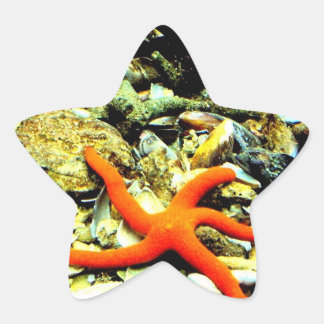 Adesito Estrela Starfish no Star