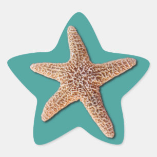 Adesito Estrela Starfish Sticker - Turquesa