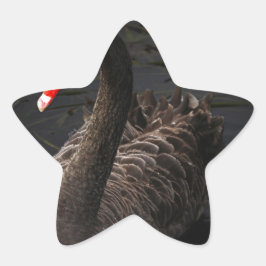 Adesito Estrela Swan Negro